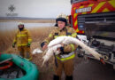 У Синельниківському районі рятувальники вивільнили лебедя з крижаної пастки