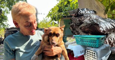 «Варили кашу, студили і годували собак»: як рятують покинутих тварин у прифронтовій Межовій   