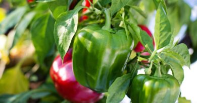 Як підвищити врожай перцю: які рослини варто садити поруч