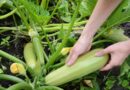 Як виростити великі кабачки: просте підживлення для гарного врожаю